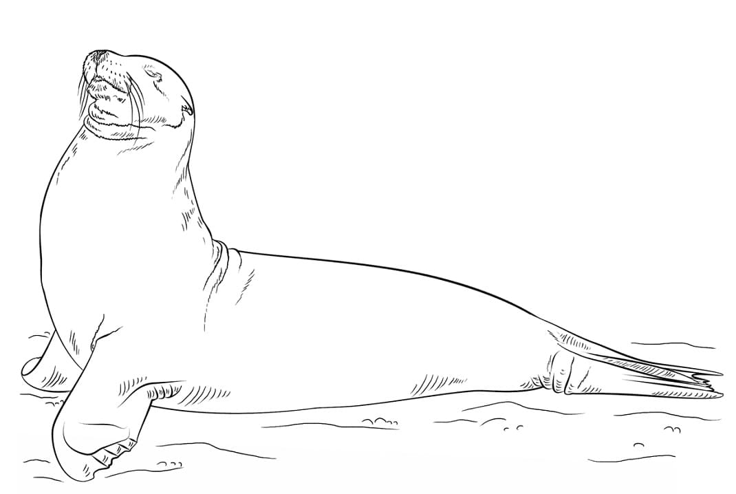Galapagos Sea Lion Posing Coloring Game Galapagos Sea Lion Posing