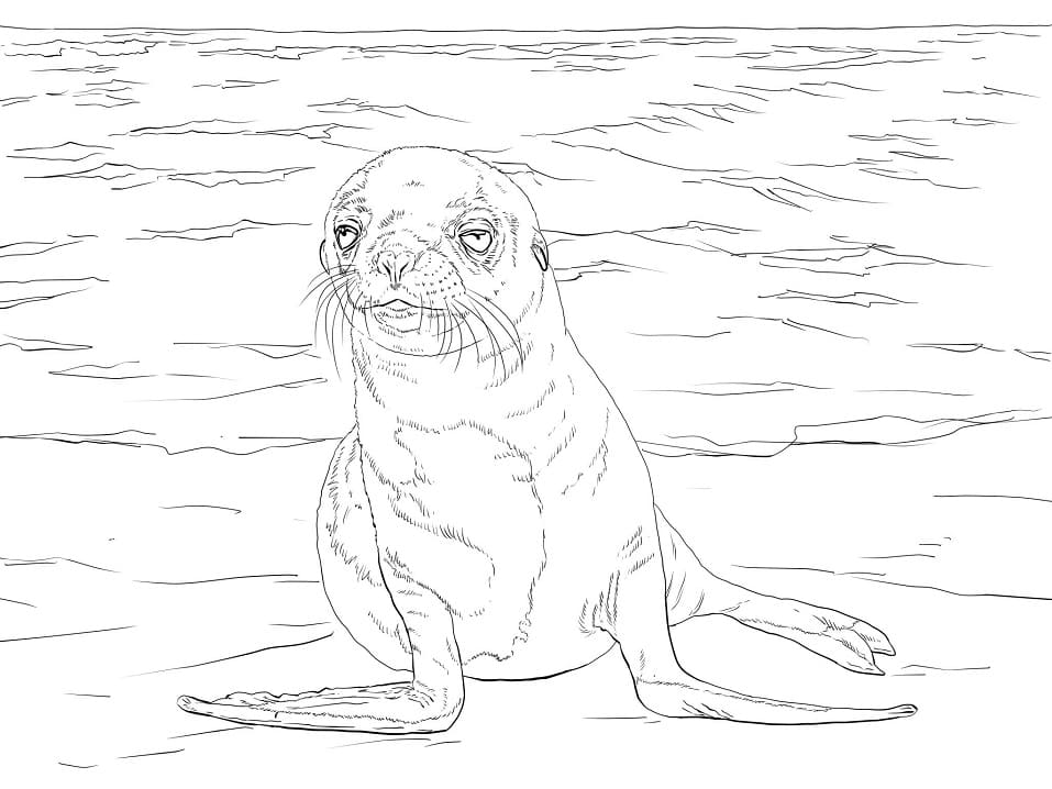 Galapagos Sea Lion Pup Coloring Game Galapagos Sea Lion Pup