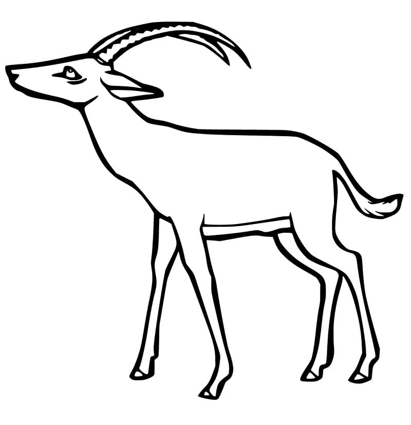 Gazelle 2