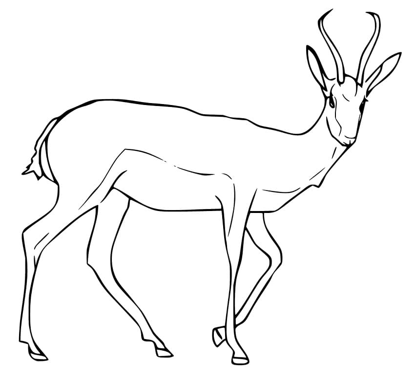 Gazelle 5