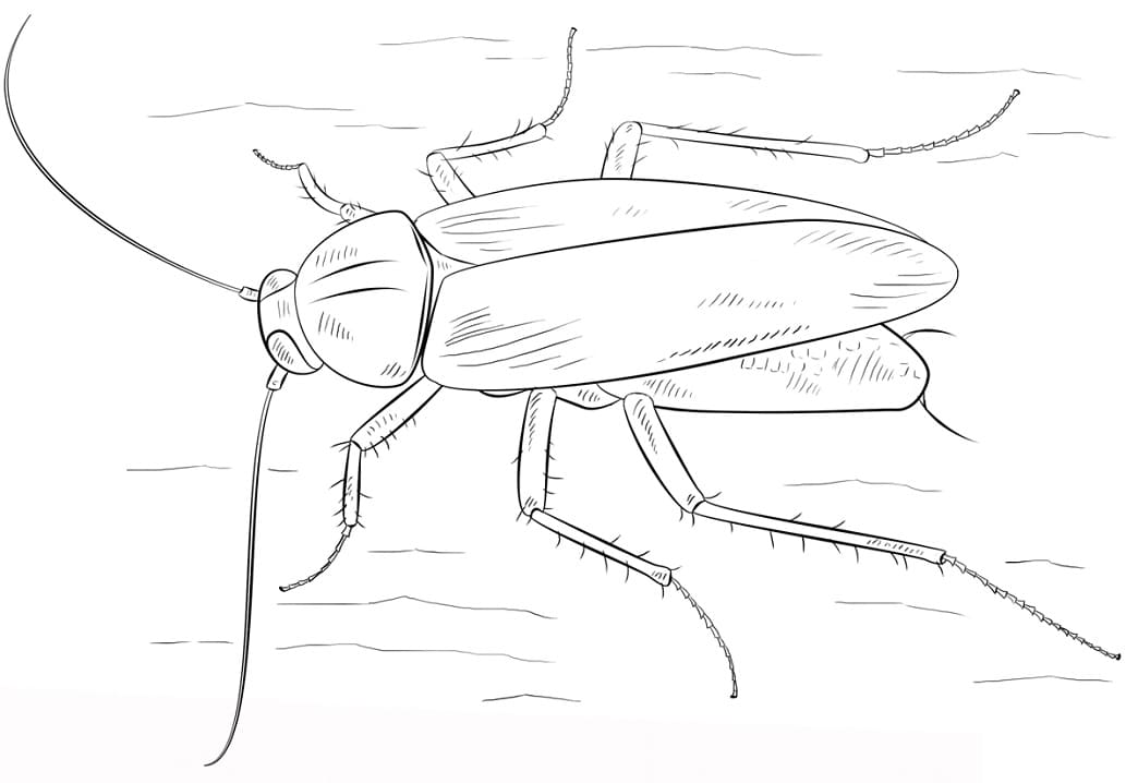 German Cockroach Coloring Game German Cockroach