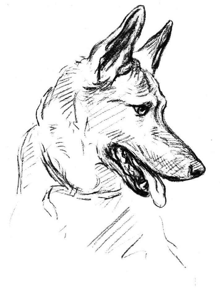 German Shepherd Dog Portrait Coloring Game German Shepherd Dog Portrait