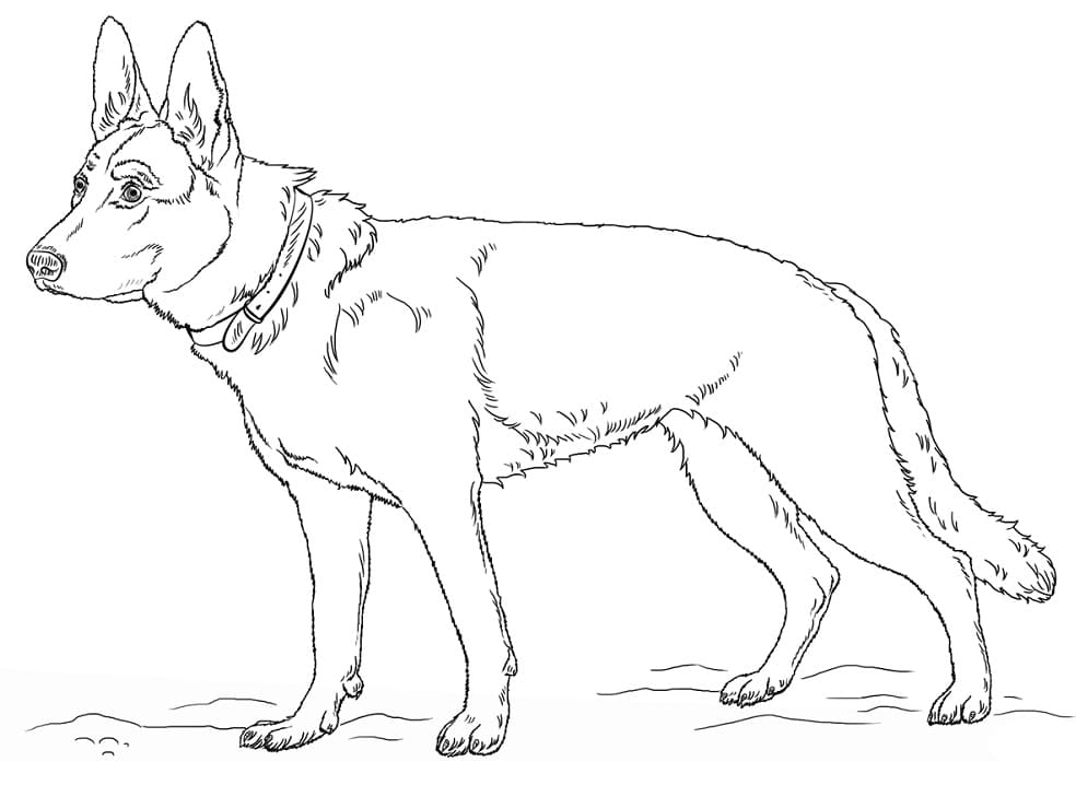 German Shepherd 2 Coloring Game German Shepherd 2