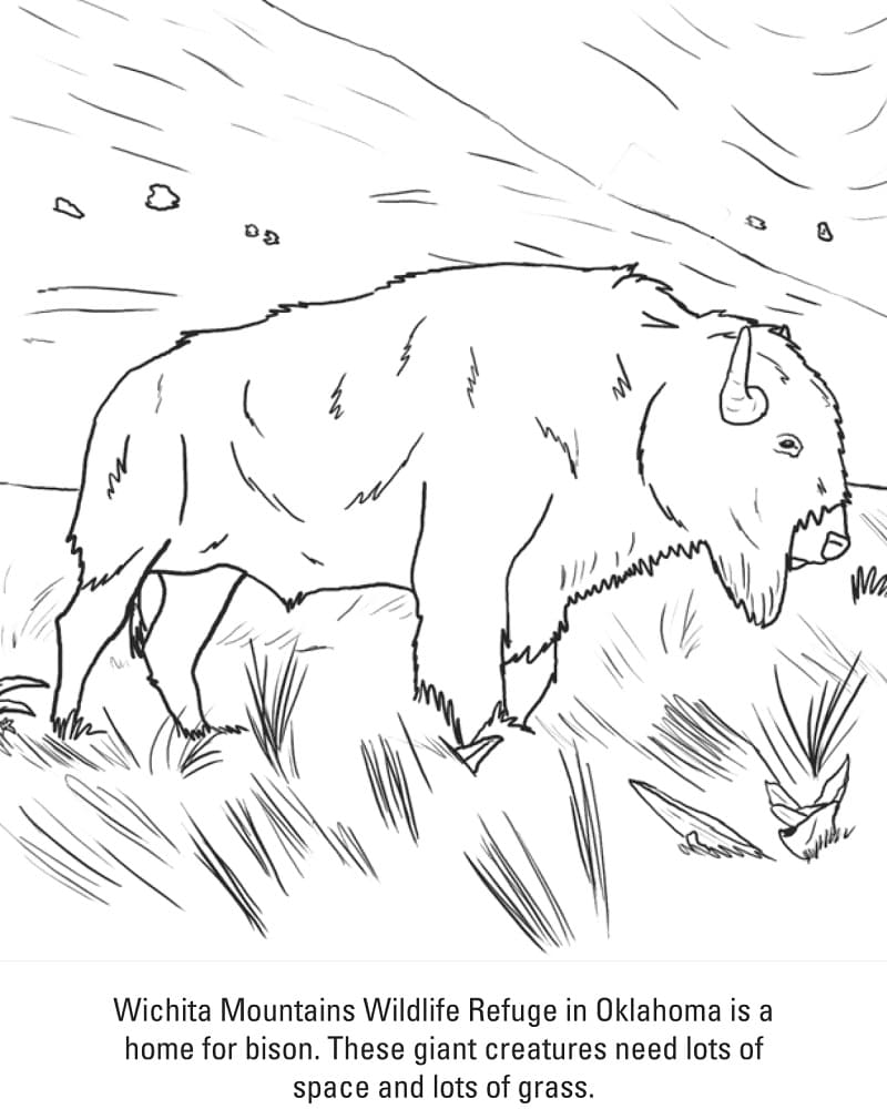 Giant Bison Coloring Game Giant Bison