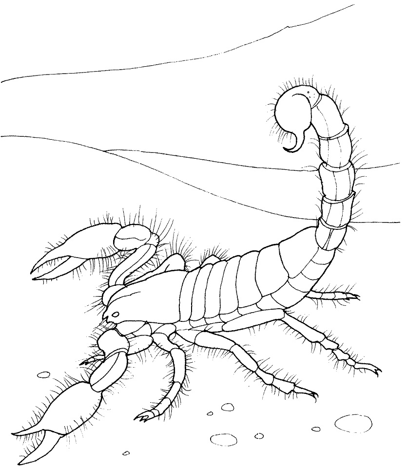 Giant Desert Scorpion Coloring Game Giant Desert Scorpion