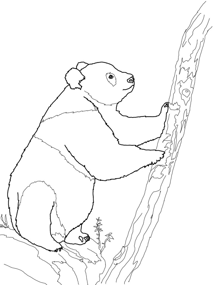 Giant Panda 1 Coloring Game Giant Panda 1