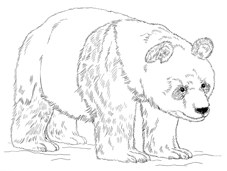 Giant Panda 2 Coloring Game Giant Panda 2