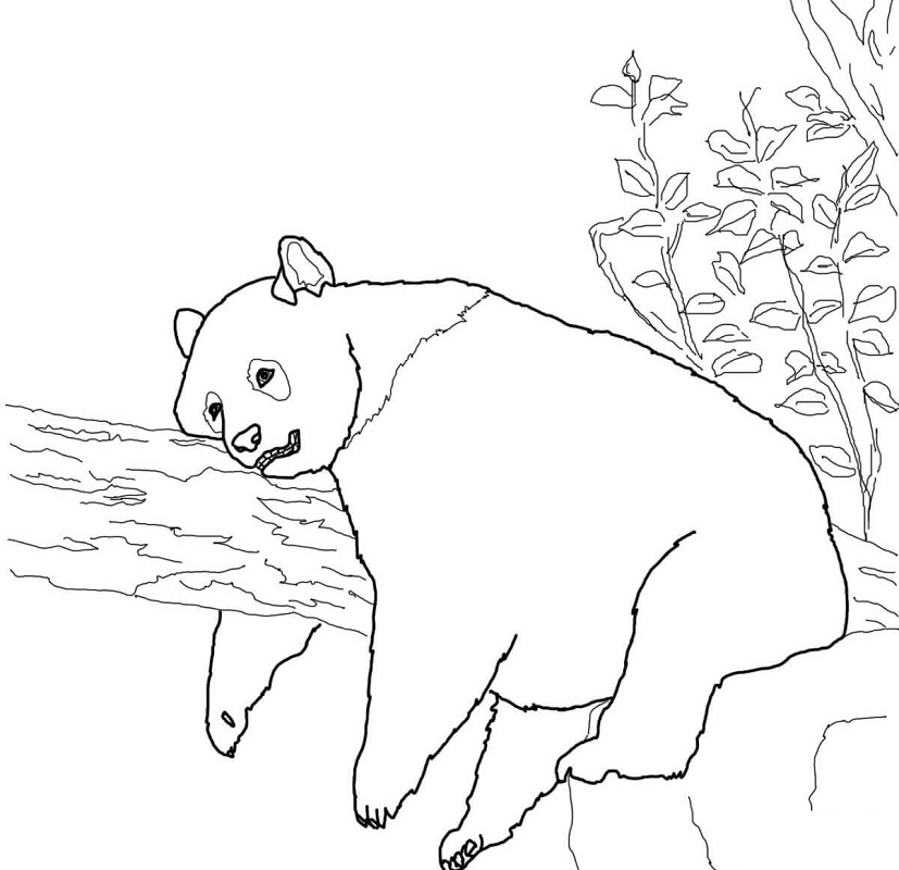 Giant Panda Coloring Game Giant Panda