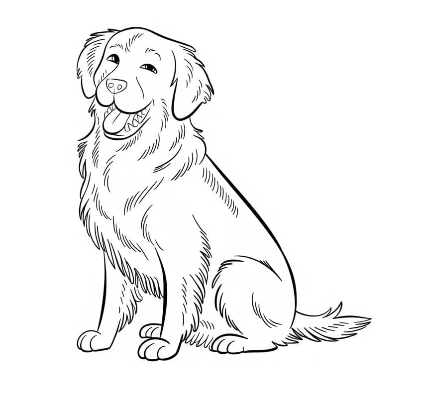 Golden Retriever Funny