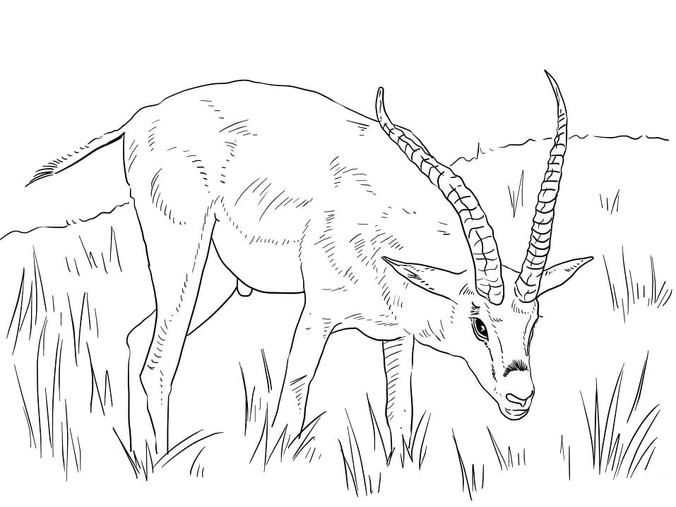 Grant’s Gazelle