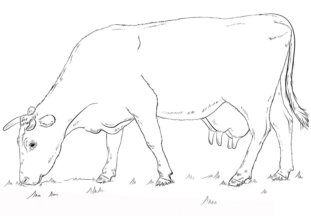 Grazing Cow Coloring Game Grazing Cow