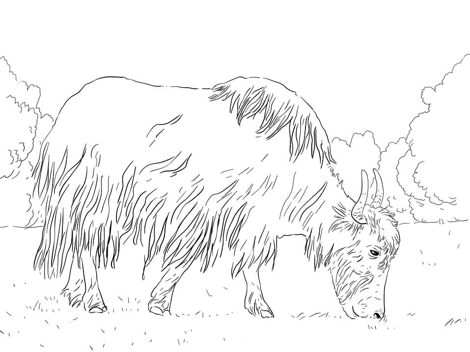 Grazing Yak
