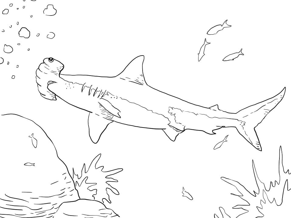 Great Hammerhead Shark Coloring Game Great Hammerhead Shark