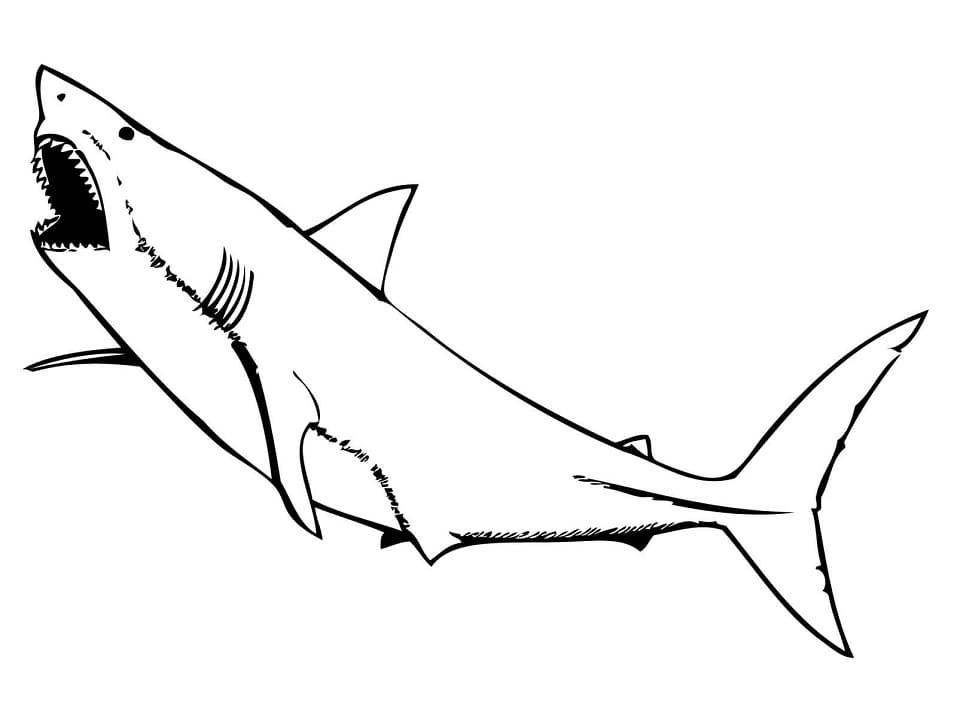 Shark
