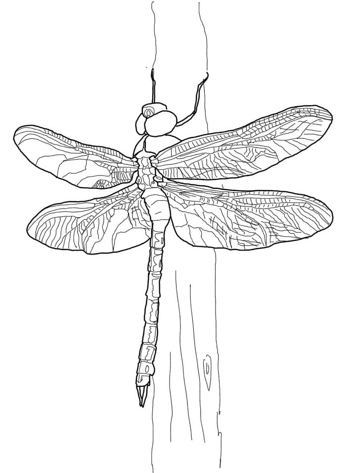 Green Darner Dragonfly Coloring Game Green Darner Dragonfly