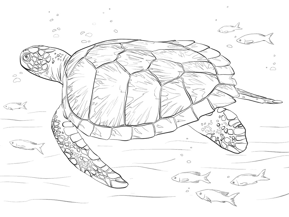 Baby Sea Turtle Coloring - Play Free Coloring Game Online