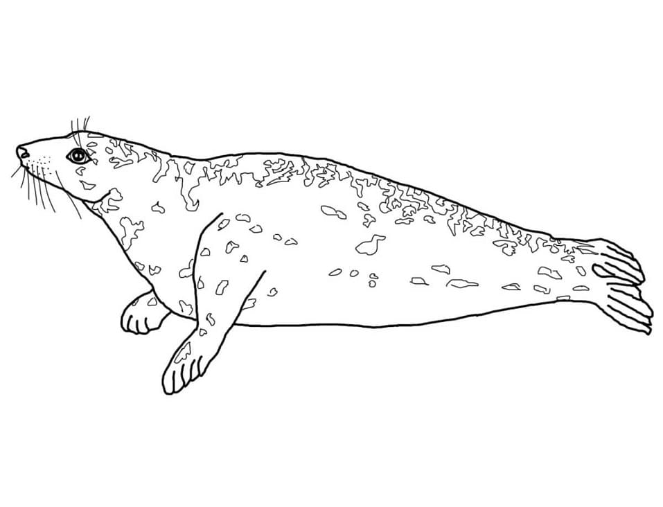 Grey Seal