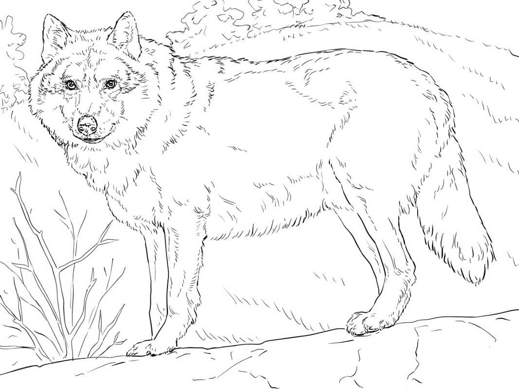 Grey Wolf Coloring Game Grey Wolf