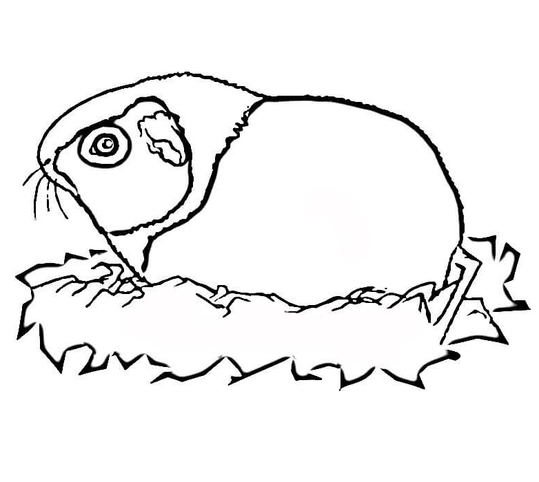 Guinea Pig 1 Coloring Game Guinea Pig 1