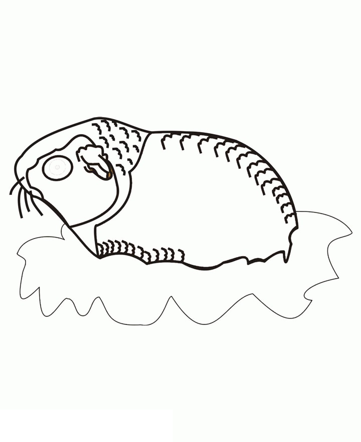 Guinea Pig 4 Coloring Game Guinea Pig 4