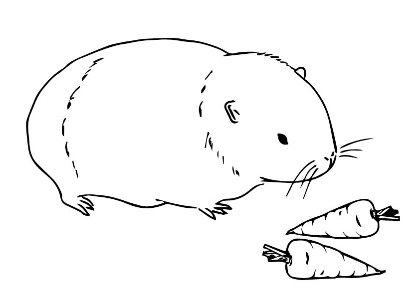 Guinea Pig and Carrots Coloring Game Guinea Pig and Carrots
