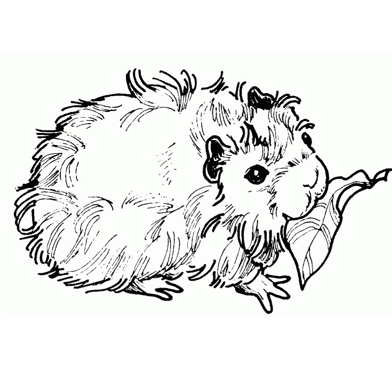 Guinea Pig and Leaf Coloring Game Guinea Pig and Leaf