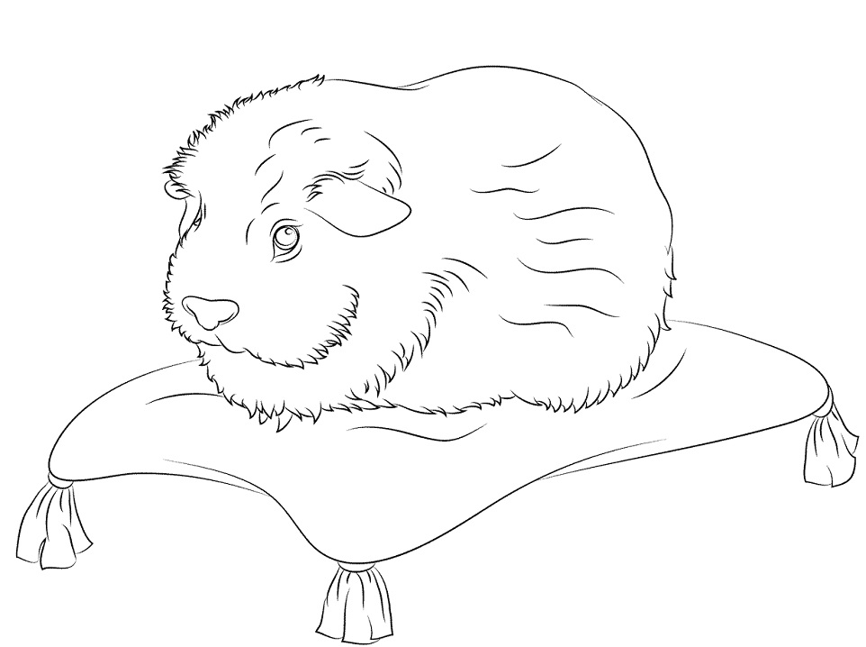 Guinea Pig on Pillow Coloring Game Guinea Pig on Pillow