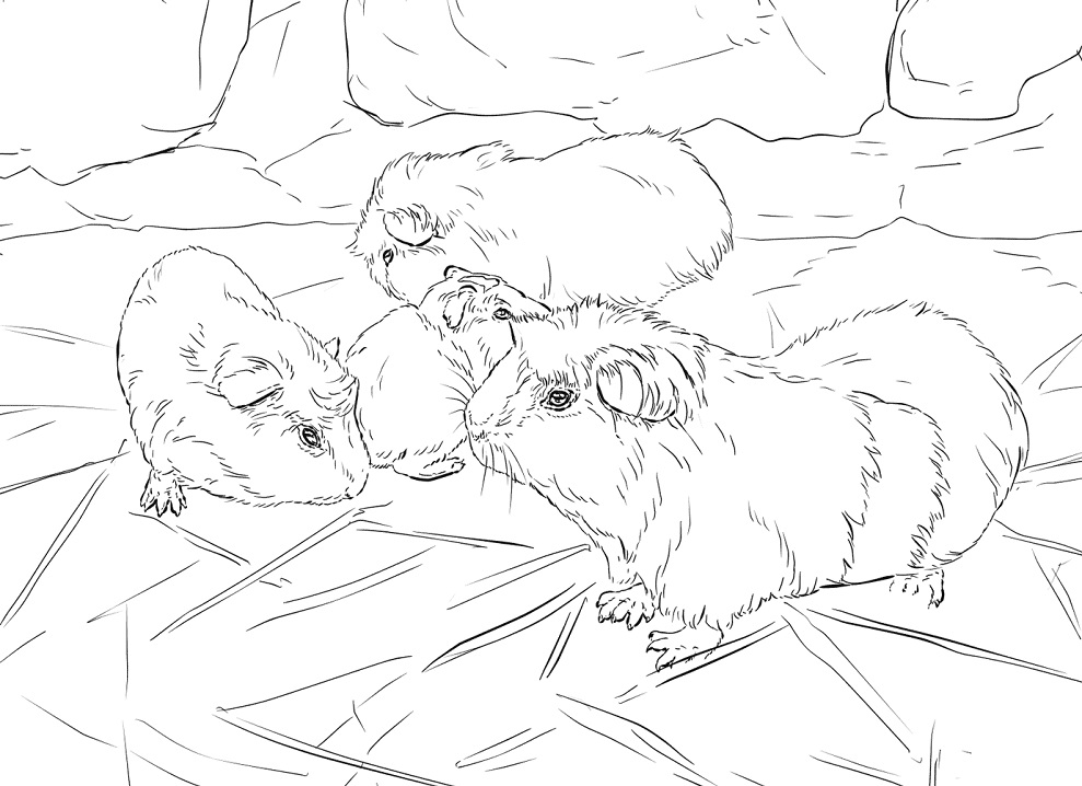 Guinea Pigs Coloring Game Guinea Pigs
