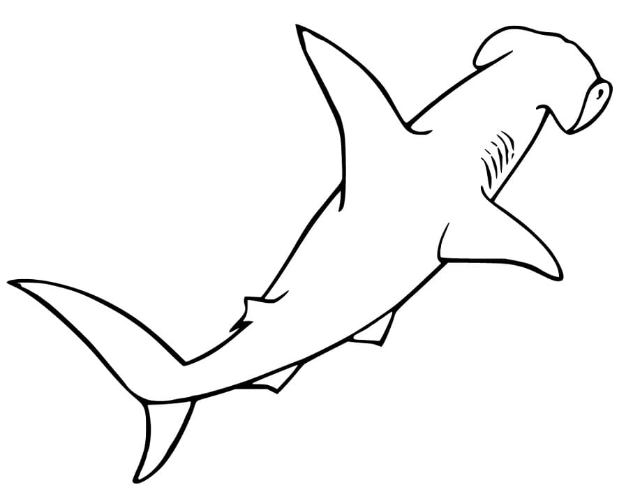 Hammerhead Shark 1 Coloring Game Hammerhead Shark 1