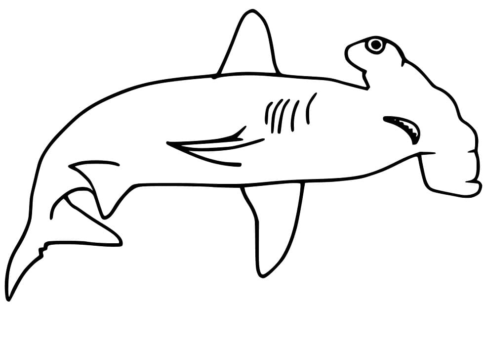 Hammerhead Shark 3 Coloring Game Hammerhead Shark 3