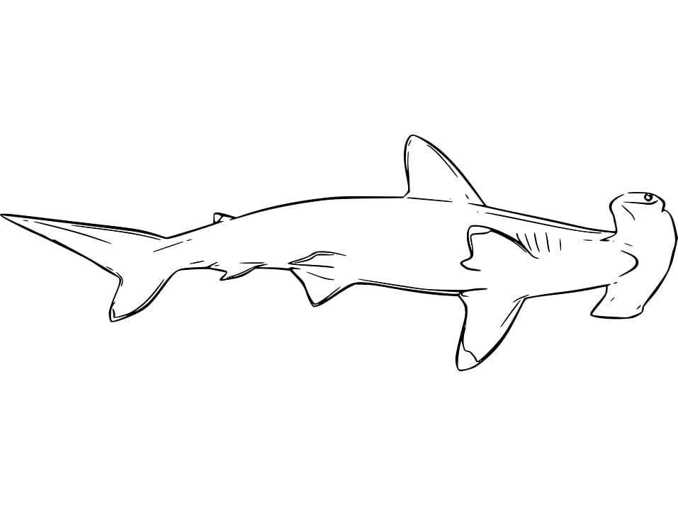Hammerhead Shark 6 Coloring Game Hammerhead Shark 6