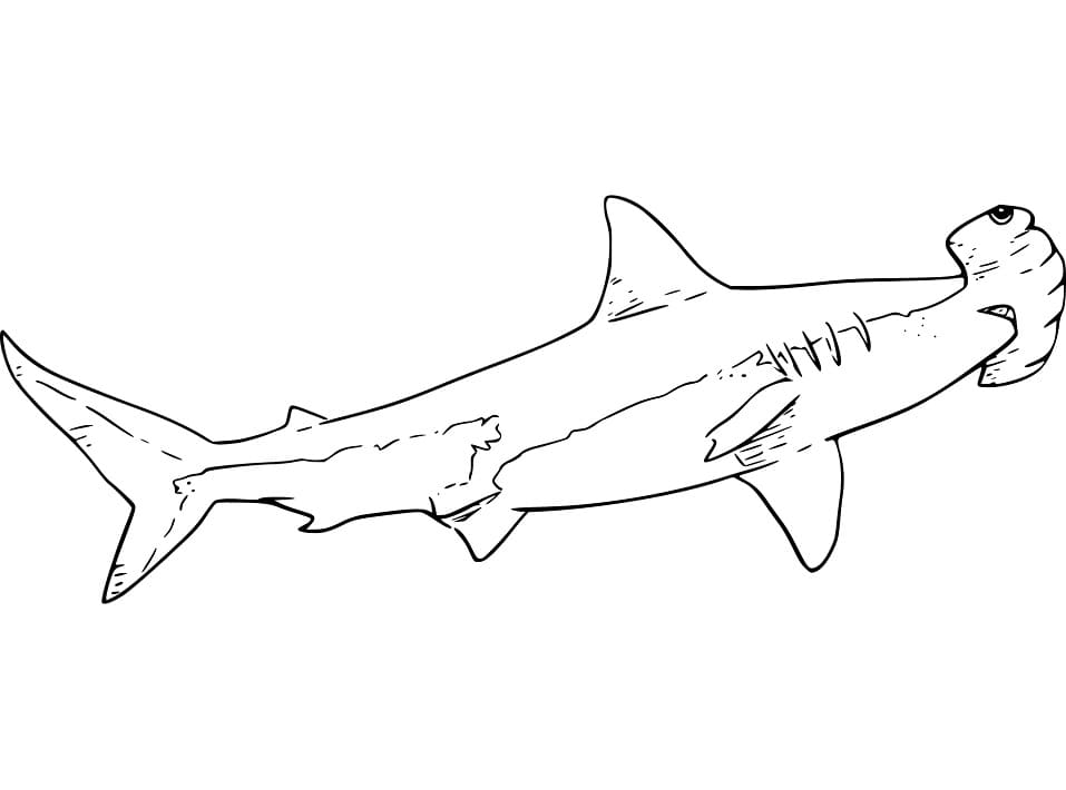 Hammerhead Shark Coloring Games - ColoringGames.Net