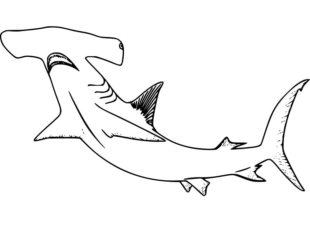 Hammerhead Shark 8 Coloring Game Hammerhead Shark 8