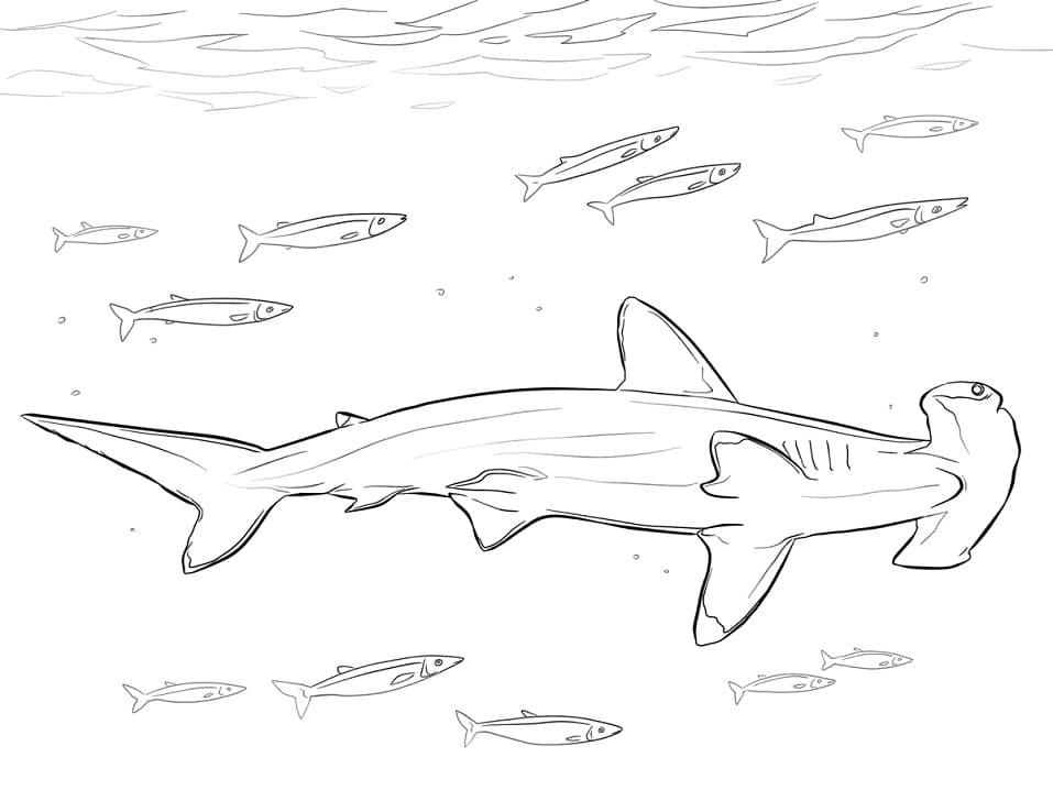 Hammerhead Shark and Fishes Coloring Game Hammerhead Shark and Fishes