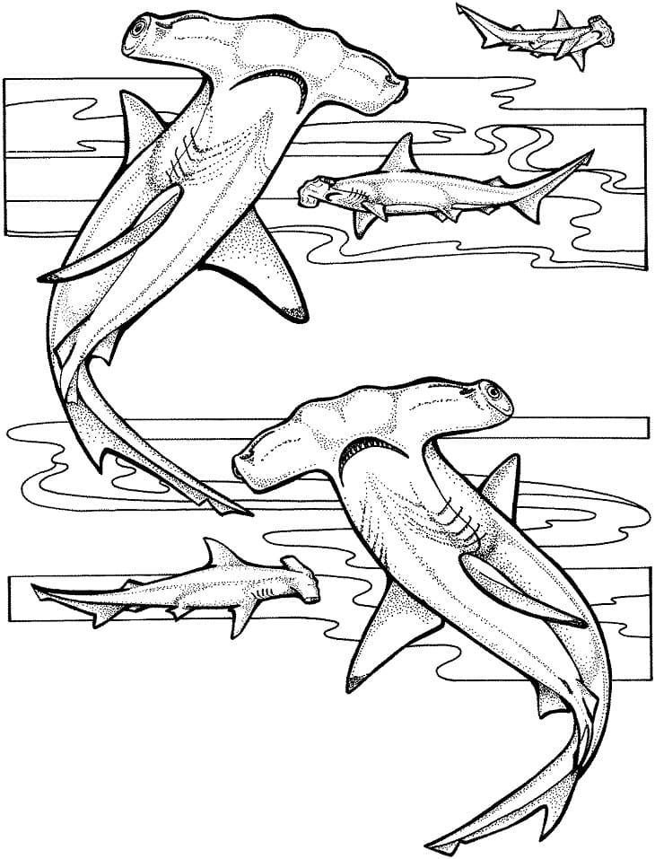Hammerhead Sharks Coloring Game Hammerhead Sharks