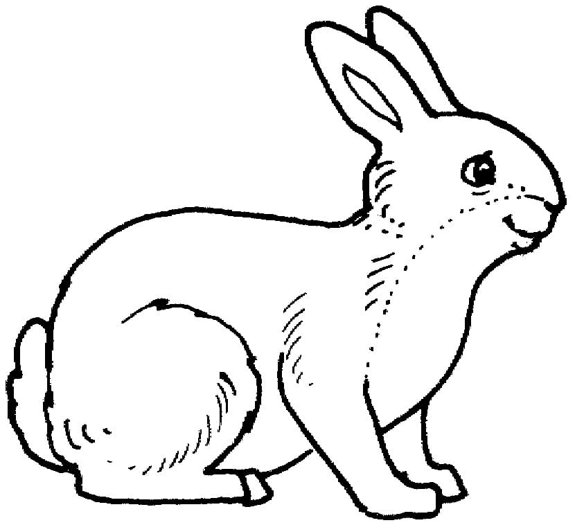 Happy Rabbit Coloring Game Happy Rabbit