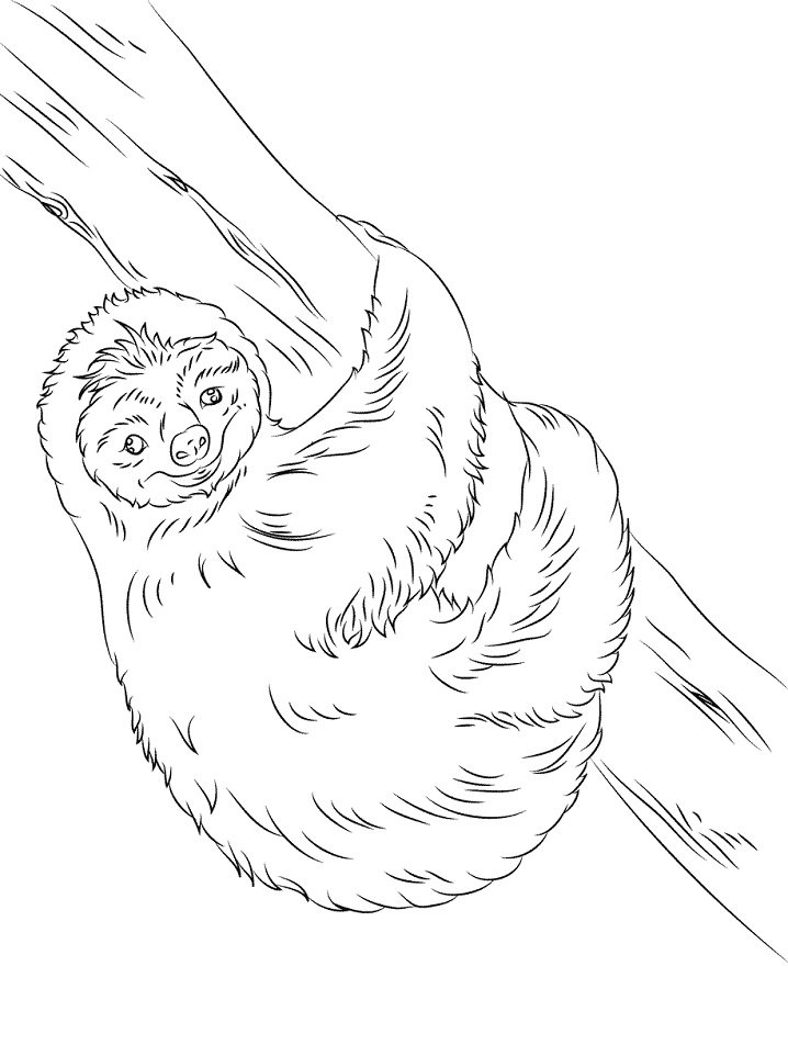 Happy Sloth