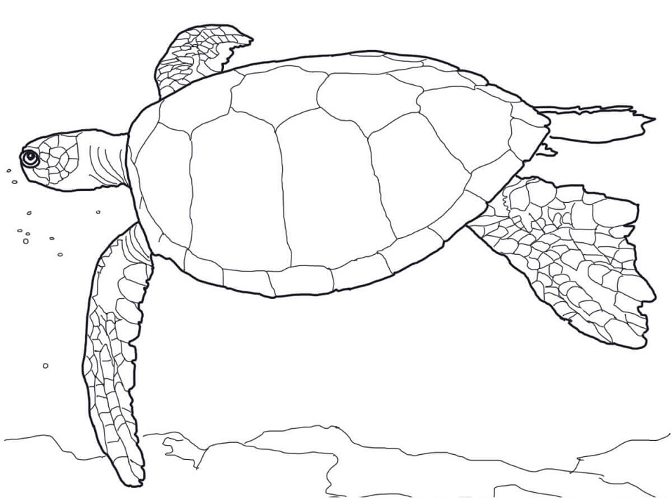 Baby Sea Turtle Coloring - Play Free Coloring Game Online