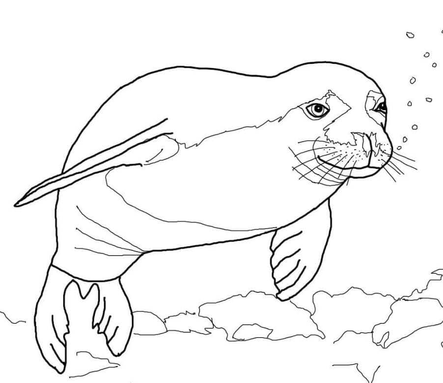 Hawaiian Monk Seal