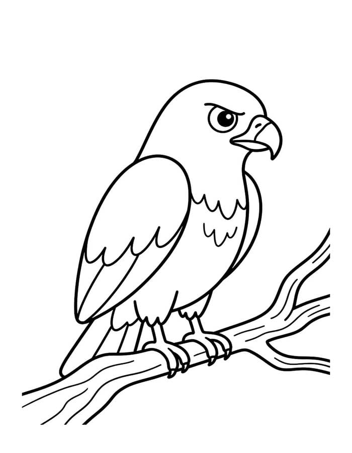 Hawk Basic