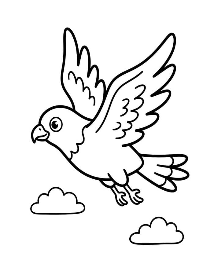 Hawk Easy