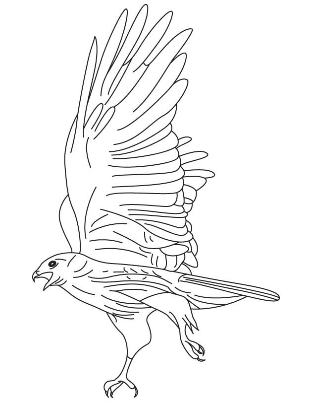Cartoon Hawk Coloring - Play Free Coloring Game Online