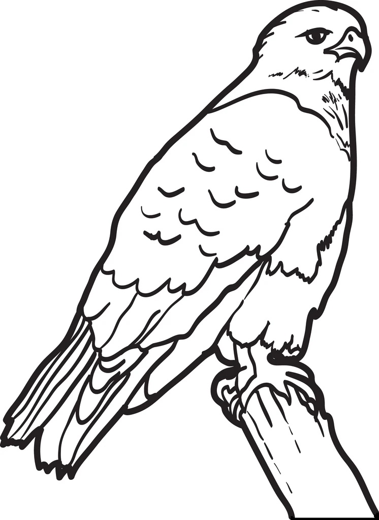 Hawk 1 Coloring - Play Free Coloring Game Online