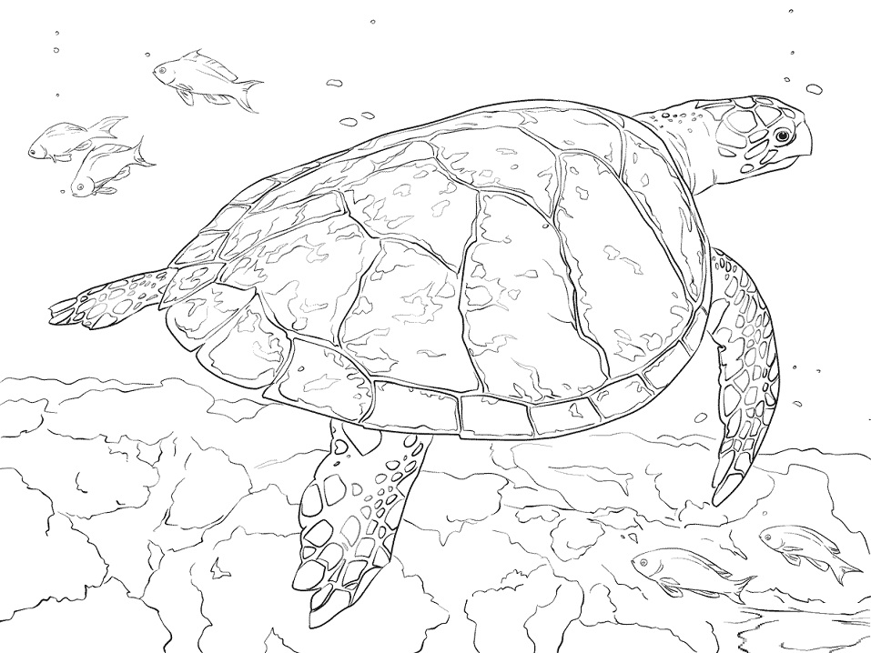 Hawksbill Sea Turtle Coloring Game Hawksbill Sea Turtle