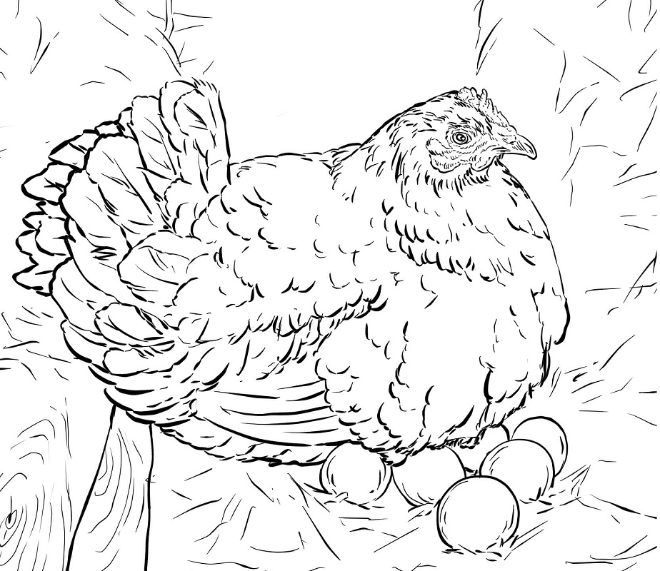 Hen Laying Eggs