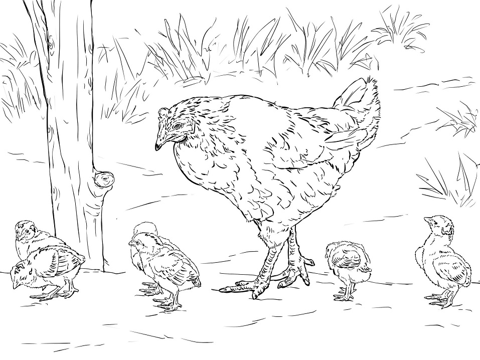 Hen with Chicks
