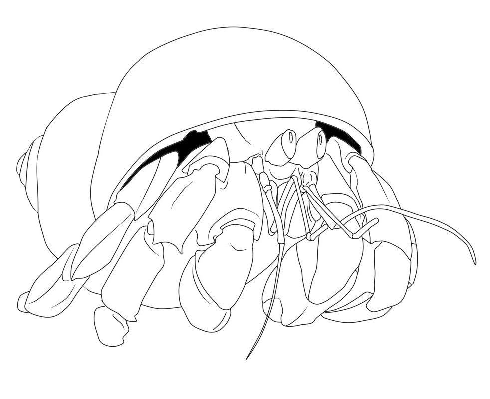 Hermit Crab 1 Coloring Game Hermit Crab 1