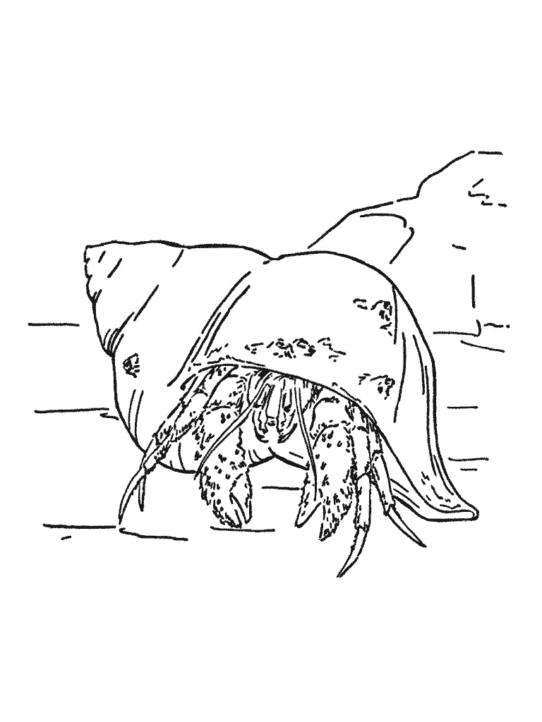 Common Hermit Crab Coloring - Play Free Coloring Game Online