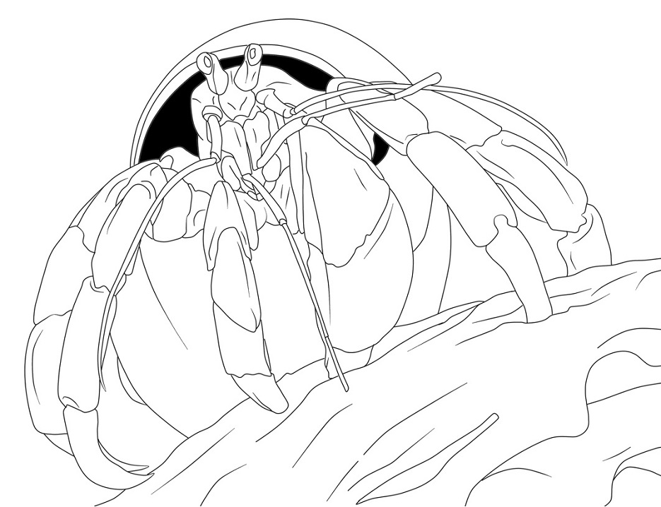 Hermit Crab 2 Coloring Game Hermit Crab 2