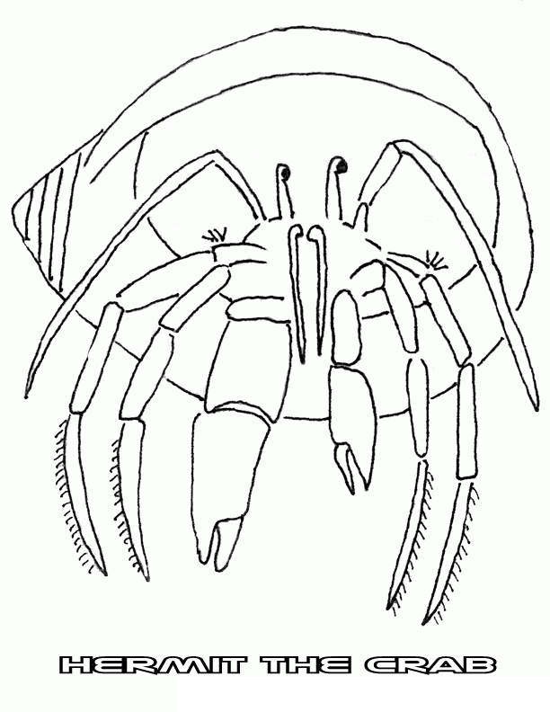 Hermit Crab 3 Coloring Game Hermit Crab 3